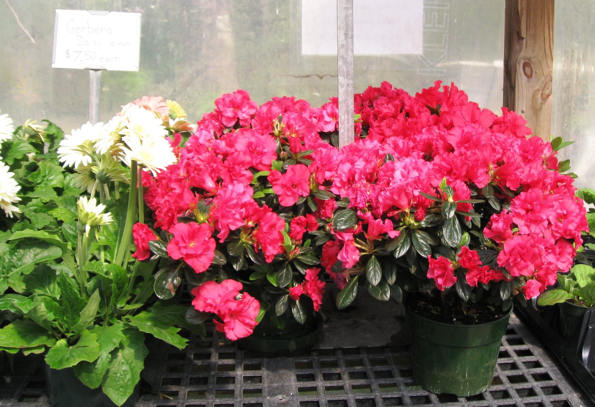 Perennials Flowering Plants Myers Greenhouse Clemmons, NC